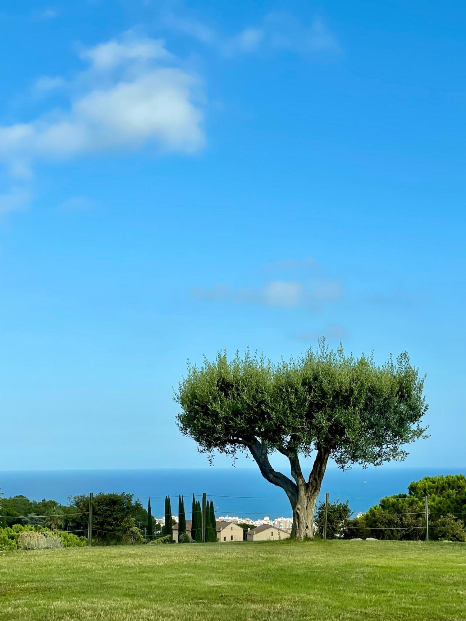 Palm Maresme - Suite With Bathroom And Terrasse With Ocean Views In A Private Villa Vilassar De Dalt Eksteriør bilde